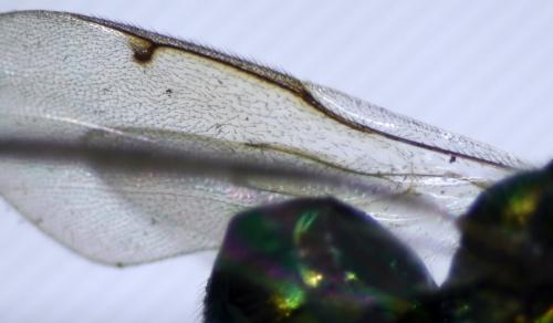 Torymus sp.